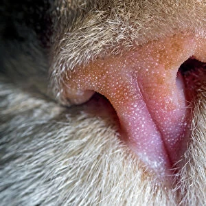 The nose of a domestic cat