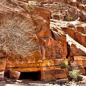 Red rock and plant at Petra Jordan