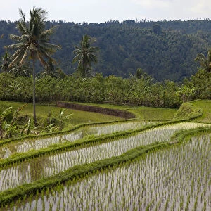 Rice fields near Banjar, North Bali, Bali, Indonesia, Southeast Asia, Asia