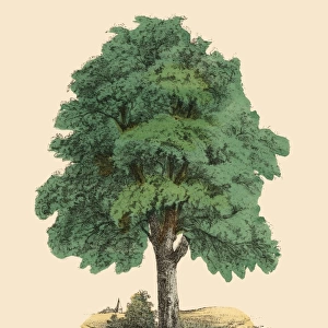 Tilia Tree or Lime and Linden, Victorian Botanical Illustration