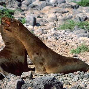 Galßpagos Sea Lion
