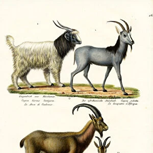 Cashmere Goat, 1824 (colour litho)