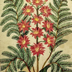 Fern with red and yellow flowers, plate from a seed merchants in Oisans (gouache
