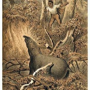 Illustration, Indian hunting tapir in Amazon forest. In "