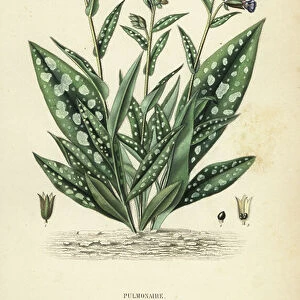 Lungwort, Pulmonaria officinalis, Pulmonaria vulgaris, Pulmonaire