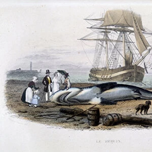Shark fishing - in "Histoire naturelle de Lacepede", 1860