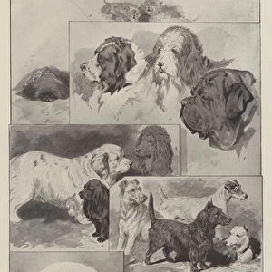 Sketches at the Kennel Club Show, Crystal Palace (engraving)
