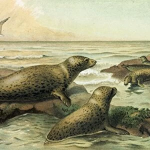 Leopard-Seal