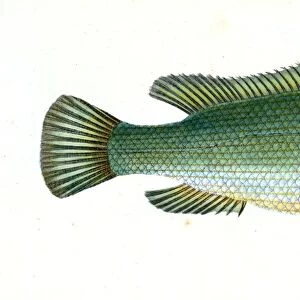 Wrasse, streaked, Labrus lineatus, British fishes, Donovan, E. (Edward), 1768-1837