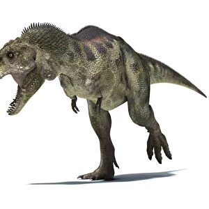 3D rendering of a Tyrannosaurus Rex dinosaur