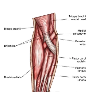 Anatomy of human forearm muscles, superficial anterior view