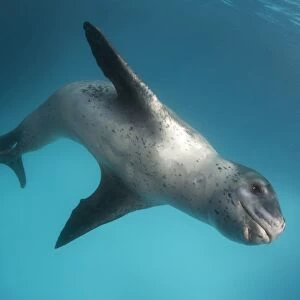 Full body view of a leopard seal, Astrolabe Island, Antarctica
