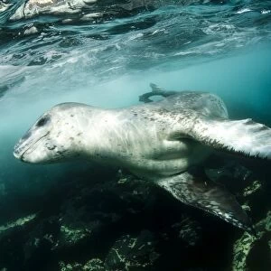 A close encounter with a leopard seal, Astrolabe Island, Antarctica