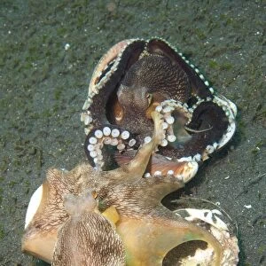 Two Coconut Octopus wrestling over clam shells, Indonesia