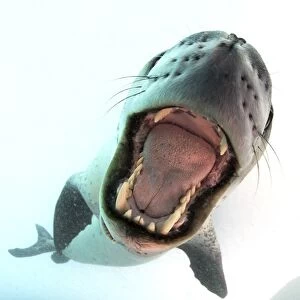 Leopard seal mouthing its own reflection in the camera port, Antarctica