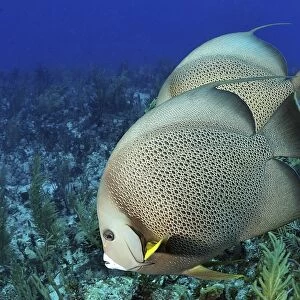 A pair of Gray Angelfish on a Caribbean reef