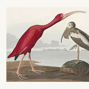 Scarlet Ibis From Birds of America (1827)