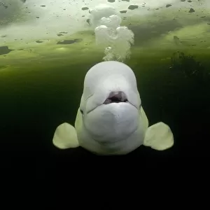 Beluga whale (Delphinapterus leucas) swimming under ice and exhaling air, with scuba
