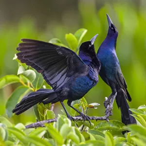 Common grackle pair (Quiscalus quiscula) in courtship display. Wakodahatchee Wetlands