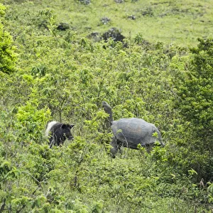 Feral pigs (Sus scrofa) foraging, Cerro Azul, Isabela Island, Galapagos