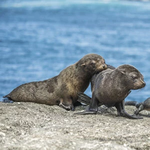 Galßpagos Fur Seal