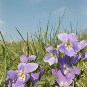 Hairy violet (Viola hirta) clump flowering in a chalk grassland meadow, Wiltshire, UK