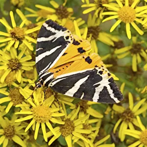 Jersey tiger moth (Euplagia quadripunctaria) with less common yellow colour variation