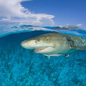 Lemon shark (Negaprion brevirostris) in shallow water at the surface, split level