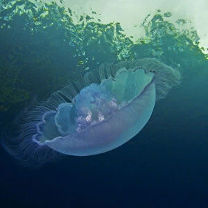 Moon jellyfish (Aurelia labiata) viewed from below; Agamemnon Channel, Sunshine Coast