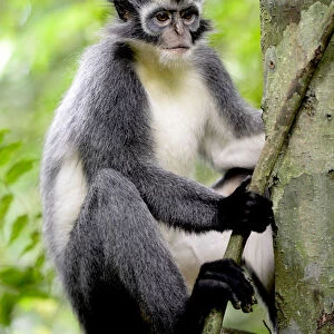 Thomass Langur (Presbytis thomasi), animal endemic to northern Sumatra