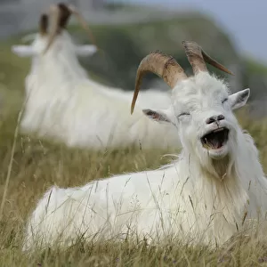 Wild goats (Capra hircus) resting on coastal promontory, one yawning, Great Orme