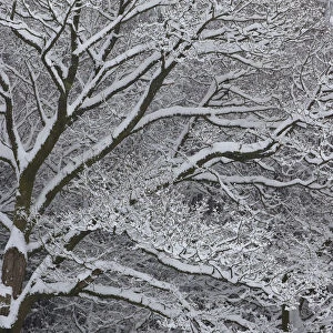 Winter scene with mature tree branches covered in snow, Herefordshire, England, UK