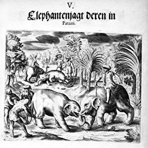 Elephants Fighting, 1606. Artist: Theodore de Bry
