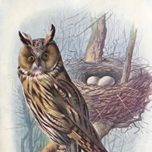Long-Eared Owl - As io o tus, c1910, (1910). Artist: George James Rankin