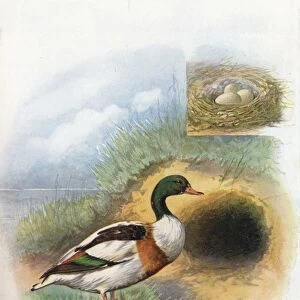 Sheld-Duck or Sheldrake - Tador na cornu ta, c1910, (1910). Artist: George James Rankin