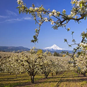 Apple Blossom Trees In Hood River Valley Columbia River Gorge With Mount Hood In The Background; Oregon United States Of America