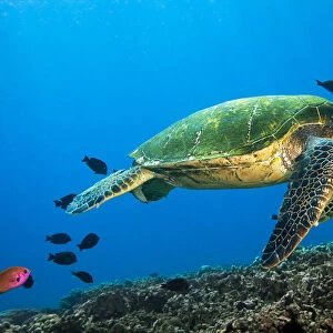 Hawaii, Green Sea Turtle Swimming In The Pacific Ocean