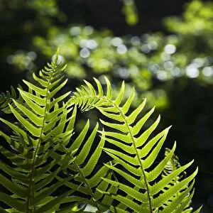 Sword Fern Grows In The Forest; Elsie, Oregon, United States Of America