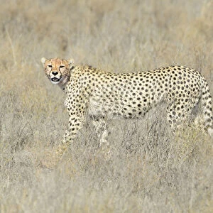 Cheetah (Acinonyx jubatus) walking on savanna, looking at the camera, Serengeti national park