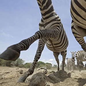 Plains Zebras (Equus quagga) running over rocky ground with Wildebeest