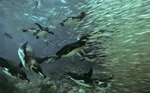 16 Galapagos penguins chasing wall of bait fish, sea lions behind 16 Galapagos penguins chasing wall of bait fish, sea lions behind