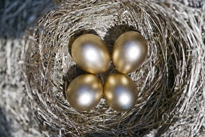 4 Golden eggs in a nest 4 Golden eggs in a nest