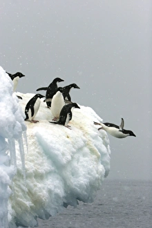 Adelie penguin (Pygoscelis adeliae) leaping off an iceberg to return to the sea to feed Adelie penguin (Pygoscelis adeliae) leaping off an iceberg to return to the sea to feed