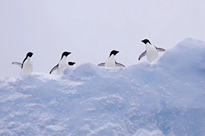 Adelie penguins (Pygoscelis adeliae) on iceberg, near Danco Island Adelie penguins (Pygoscelis adeliae) on iceberg, near Danco Island