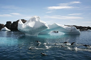 Adleie penguins leaping in front of a beautiful Iceberg at Heroina Island in the Weddell Adleie penguins leaping in front of a beautiful Iceberg at Heroina Island in the Weddell