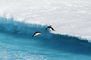 An adult Adelie penguin (Pygoscelis adeliae) pair leaping into the sea from an ice floe An adult Adelie penguin (Pygoscelis adeliae) pair leaping into the sea from an ice floe