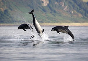 Three adult Bottlenose Dolphins (Tursiops truncatus) breaching together Three adult Bottlenose Dolphins (Tursiops truncatus) breaching together