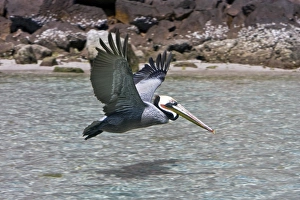 Adult brown pelican (Pelecanus occidentalis) in the lower Gulf of California Adult brown pelican (Pelecanus occidentalis) in the lower Gulf of California