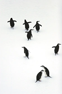 Adult chinstrap penguins (Pygoscelis antarctica) on icebergs in the South Orkney Island Adult chinstrap penguins (Pygoscelis antarctica) on icebergs in the South Orkney Island