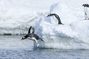 Adult gentoo penguins (Pygoscelis papua) jumping from an ice covered island at Mikkelsen Adult gentoo penguins (Pygoscelis papua) jumping from an ice covered island at Mikkelsen